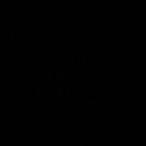 High top vans for Trey!